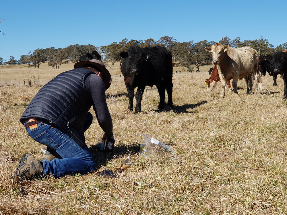 Northern Tablelands Trials