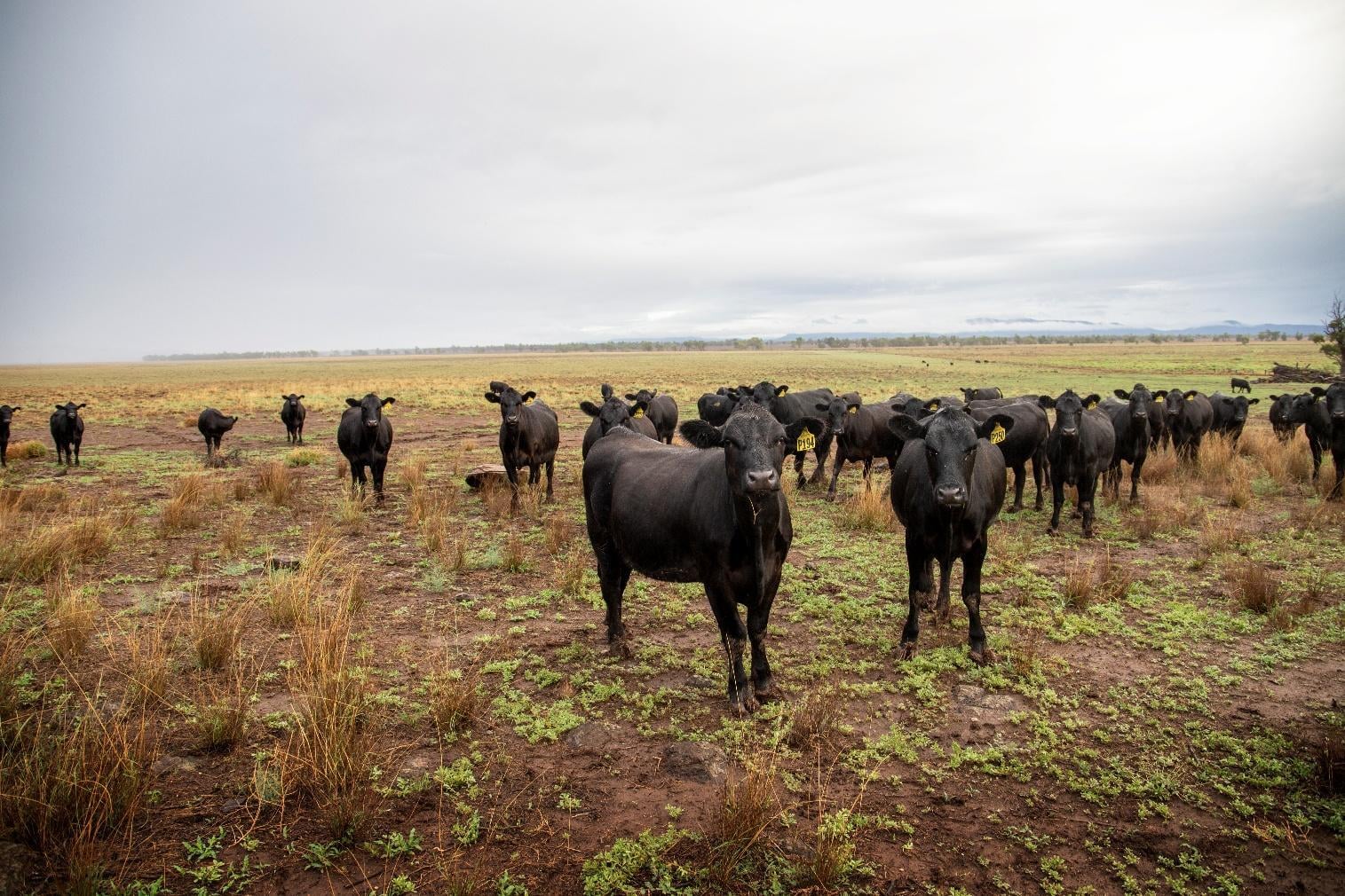 Why Monitoring Pasture Recovery Matters
